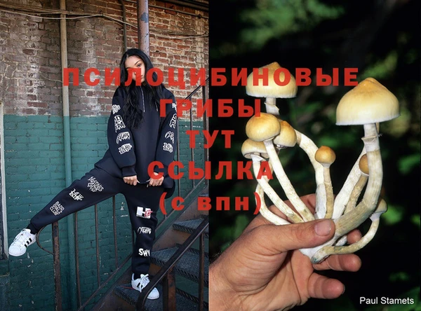 стафф Арсеньев